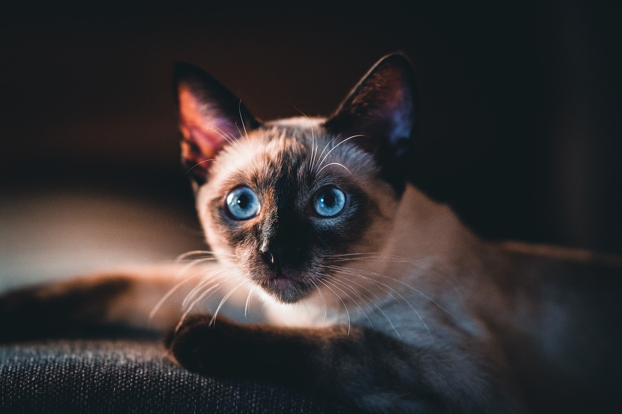 The Distinct Features of Siamese Cats